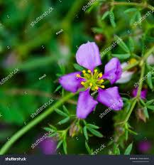 Image result for Fagonia