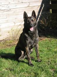 German shepherds for sale in greensburg, pa. Dutch Shepherd Puppies For Sale Aachen Dutch Shepherds