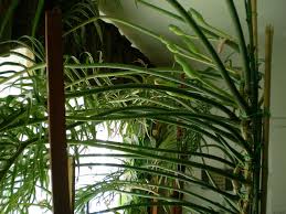 Philodendron Tortum Philodendron Landscaping Plants Plant Leaves