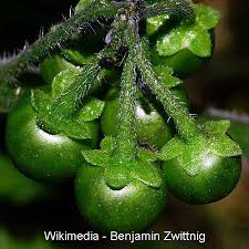 Image result for Solanum supinum