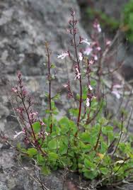 Image result for Aeollanthus myrianthus