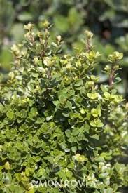African Boxwood Monrovia African Boxwood Boxwood Landscaping Monrovia Plants Evergreen Shrubs
