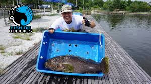 Fishing Buddies 2nd Batch Of Fish Giant Grouper 29 Dec 2016 Youtube