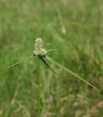 Image result for Kyllinga odorata