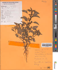 Image result for Acalypha segetalis