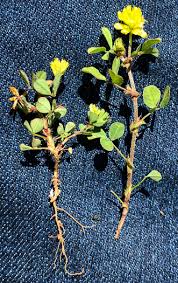 Image result for Trifolium campestre