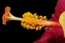 Image result for Hibiscus mastersianus