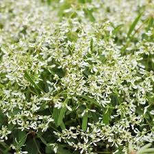 Image result for Euphorbia hypericifolia