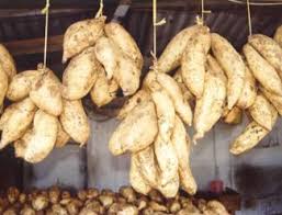Pembuatan olahan ubi ini tergolong mudah dengan menggunakan bahan baku pada umumnya. Ide Bisnis Ubi Cilembu Pangan Lokal Populer Di Pasar Internasional