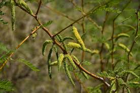 Image result for Prosopis glandulosa