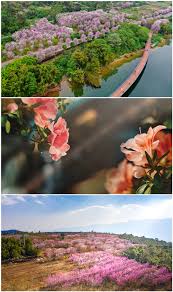 大型融媒直播《春暖花开的中国》今日开播以花为媒共创美丽中国先行区- 中国日报网