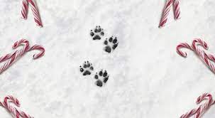 Puppermint Peppermint For Dogs Prudent Pet Insurance