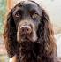 Chocolate Cocker Spaniel Puppies for Sale - DogsNow