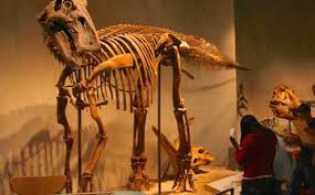 Visit Denver Museum Of Nature And Science In City Park Expedia
