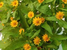Minyak biji bunga matahari adalah minyak non volatil yang dihasilkan dari biji bunga matahari (helianthus annuus) yang dikompres. Bunga Matahari Mini Siap Order Villa Kelinci Singkawang Facebook