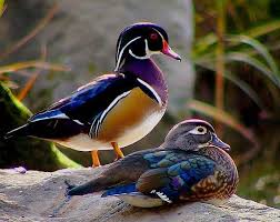 Wood Duck Pair Pet Birds Animals Beautiful Animals