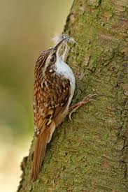 Brown Bird With Black And White Striped Wings Treecreeper By Simon Roy 500px Bird Life List Beautiful Birds Bird Photo