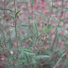 Image result for Tragia rupestris