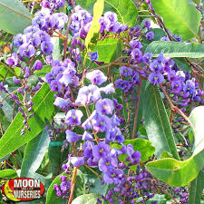 To thrive, lilacs need good drainage. Lilac Vine Plants Vines Palm Paradise Nursery