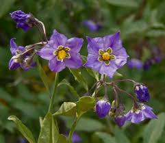 Image result for Solanum