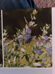 Caryopteris Blue Knight Plants Garden Knight