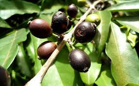 Image result for Coffea schliebenii
