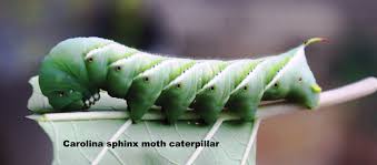 Common Caterpillars Texas Insect Identification Tools