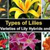 While there are many flowers safe for cats, lilies are not one of them. 1