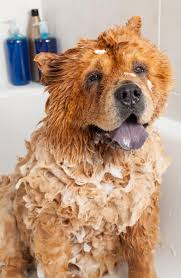 If your dog doesn't like being washed in the first place, this dislike to bathing time will certainly increase during pregnancy. Bathing A Dog With Baby Shampoo Is It A Good Idea Video Simply For Dogs