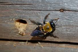 Pin On Carpenter Bees Sting