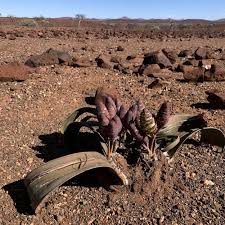 Image result for Welwitschiaceae