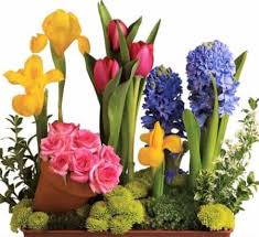 Irises are perennial plants and grow from rhizomes or bulbs, depending on the species. The Best Of Spring Flowers Conklyn S Florist