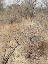 Image result for Combretum paniculatum