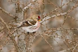 Birds Blooms Magazine Telephone Number Look For Common Redpolls This Winter Best Bird Feeders Bird Seed Birds