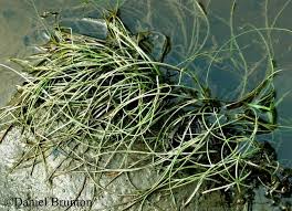 Image result for Isoetes