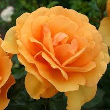 We did not find results for: South Africa Sunbelt Grandiflora Rose Hybrid Tea Roses Fragrant Roses Tea Roses