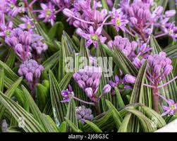 Image result for Ledebouria cooperi