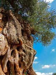 Se disputant le titre avec celui de al walaja en cisjordanie, des analyses ont démontré qu'il était âgé d'au moins 2 000 ans. Culture De L Olivier L Oulibo