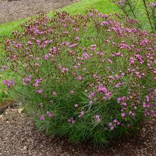 Image result for Vernonia turbinella