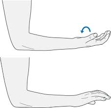 Tennis elbow is soreness or pain on the outer part of the elbow. Golfers Elbow Exercises Pdf Human Body Anatomy