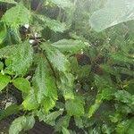 Image result for Dorstenia psilurus