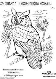 Coloring Page Great Horned Owl Img 6001 Owl Coloring Pages Animal Coloring Pages Bird Coloring Pages