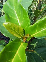 Image result for Ficus lutea