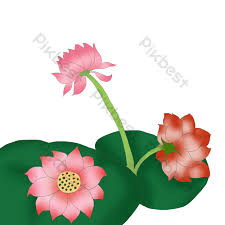 Bunga lotus berbeda dengan bunga teratai, perbedaan lebih jelasnya anda dapat lihat sebagai berikut. Gambar 2 Dimensi Bunga Teratai