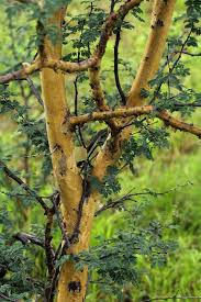 Image result for Acacia hockii