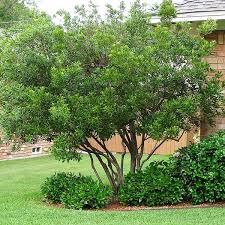 Image result for Myrica serrata