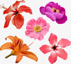 Vector Hibiscus And Beautiful Flowers Hibiscus Beautiful Flowers Cartoon Hibiscus Png And Vector Vector Flowers Flower Illustration Flower Clipart