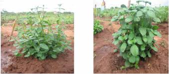 Image result for Justicia tenella