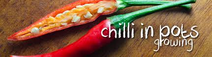 Check spelling or type a new query. How To Grow Chilli In Pots Searles Gardening