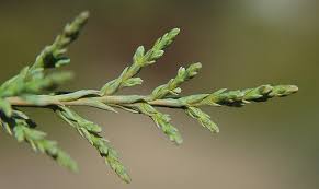 Image result for Widdringtonia whytei